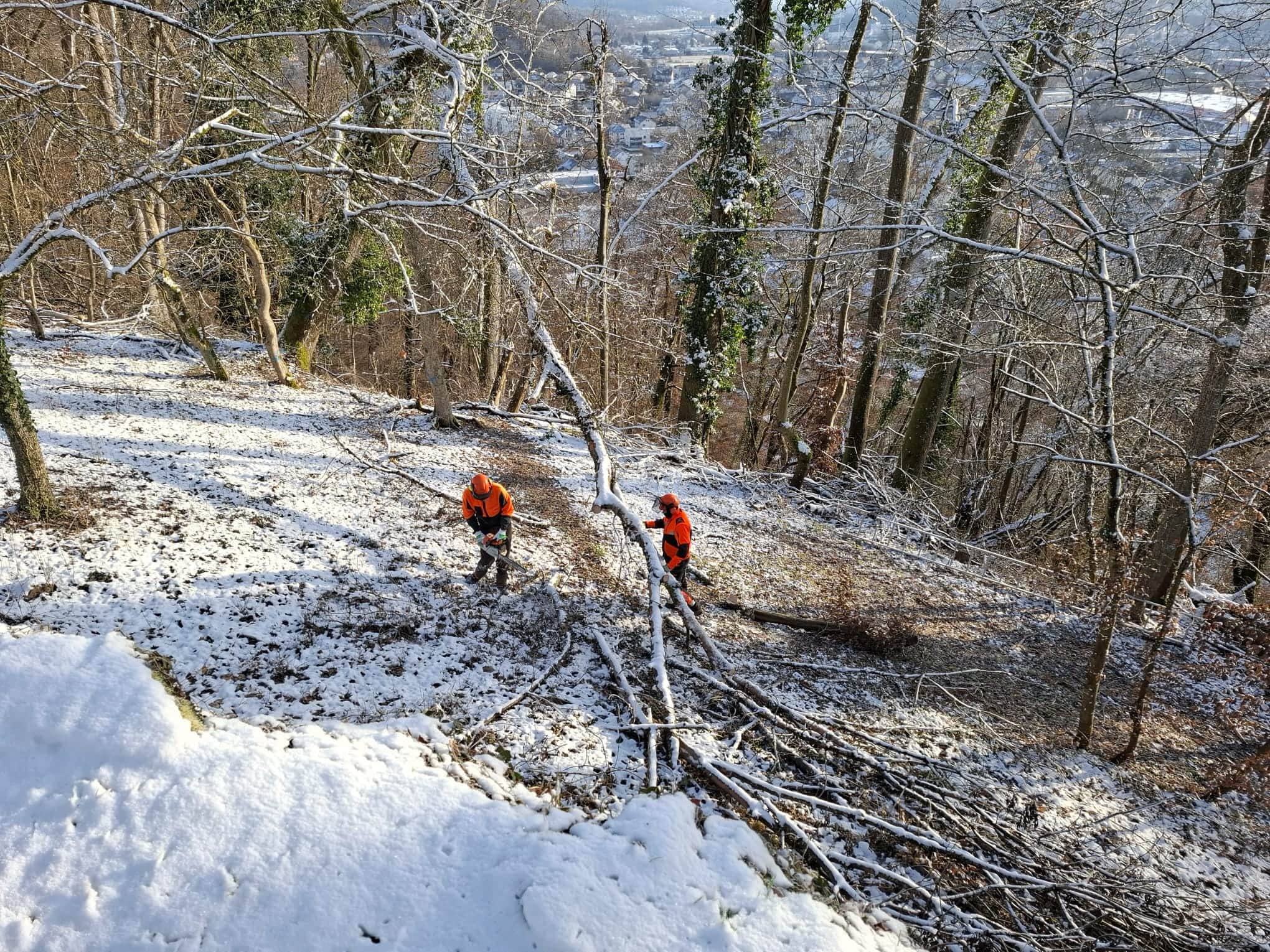 Winterbruch aus Wald holen